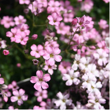 Насіння багаторічної гіпсофіли «Бісер» 0,2 г