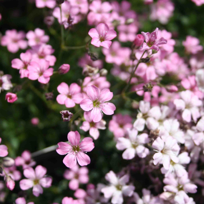 Насіння багаторічної гіпсофіли «Бісер» 0,2 г