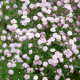 Насіння багаторічної гіпсофіли «Бісер» 0,2 г