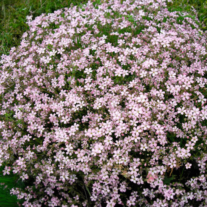 Насіння багаторічної гіпсофіли «Бісер» 0,2 г