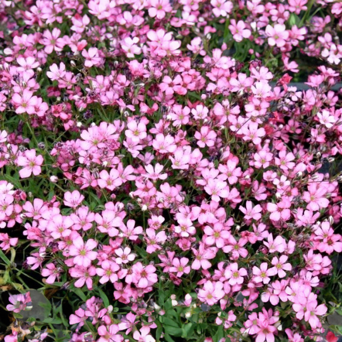 Насіння багаторічної гіпсофіли «Бісер» 0,2 г