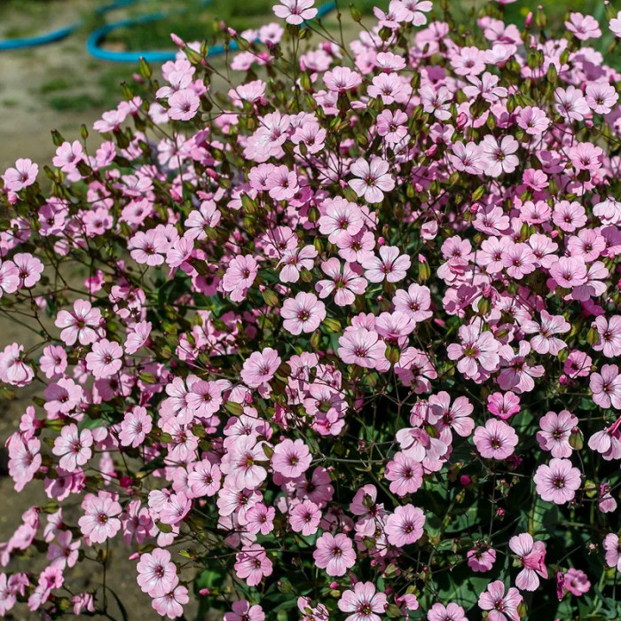 Насіння багаторічної гіпсофіли «Бісер» 0,2 г