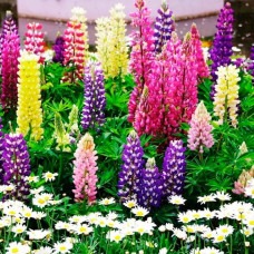 Насіння люпину «Монарх F1»