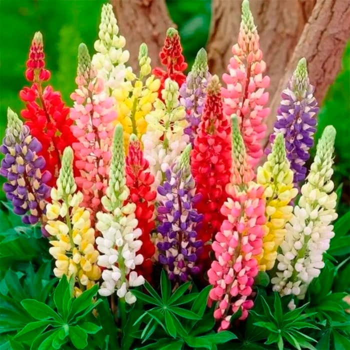 Насіння люпину «Монарх F1»