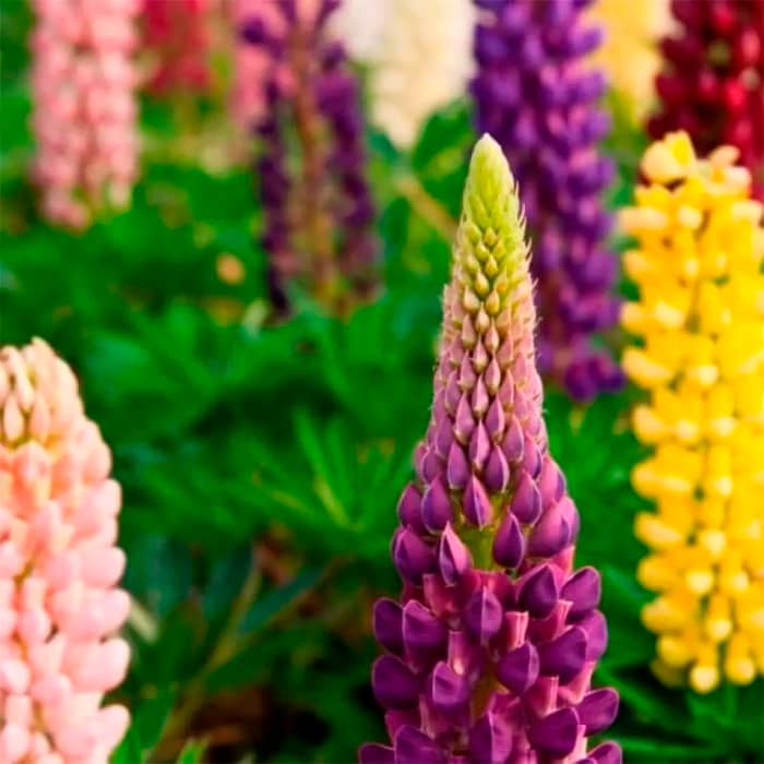 Насіння люпину «Монарх F1»