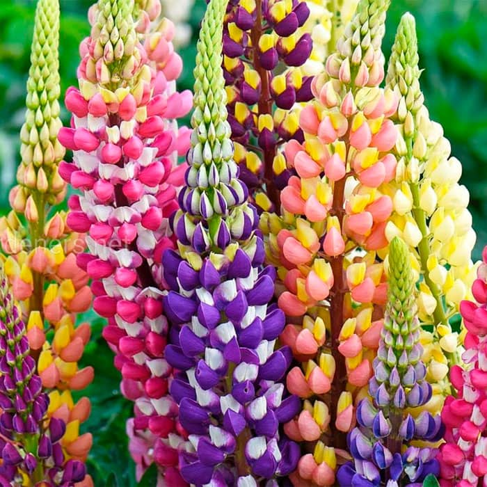 Насіння люпину «Монарх F1»