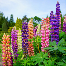 Насіння багаторічного люпину «Мій замок» 0,5 г