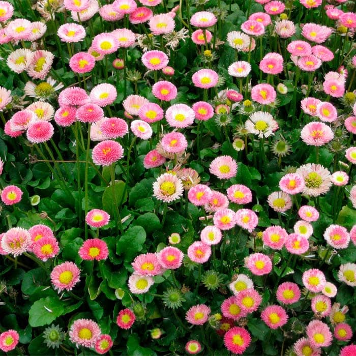 Насіння маргаритки «Монте Росса»