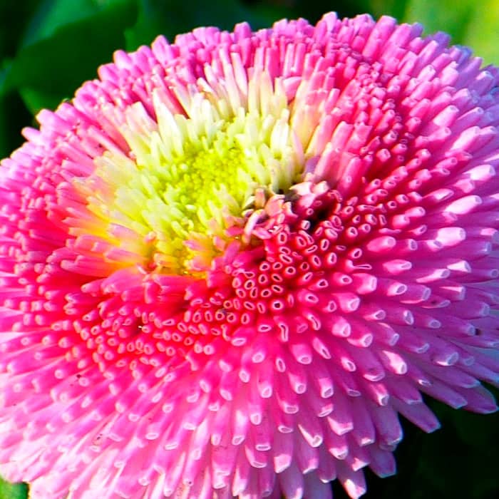 Насіння маргаритки «Монте Росса»