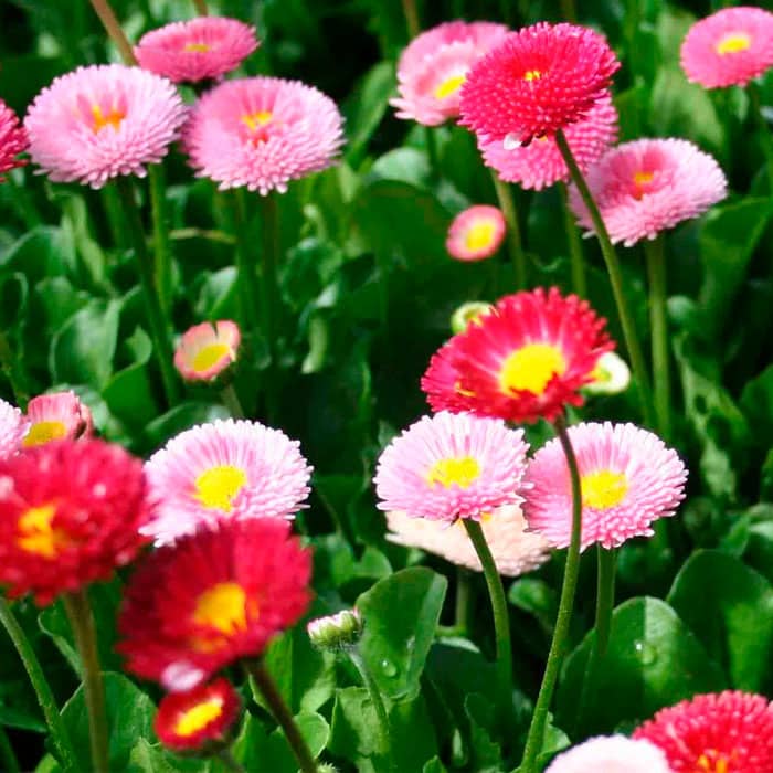 Насіння маргаритки «Монте Росса»