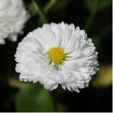 Насіння багаторічної маргаритки «Перлина» 0,1 г