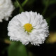 Насіння багаторічної маргаритки «Перлина» 0,1 г