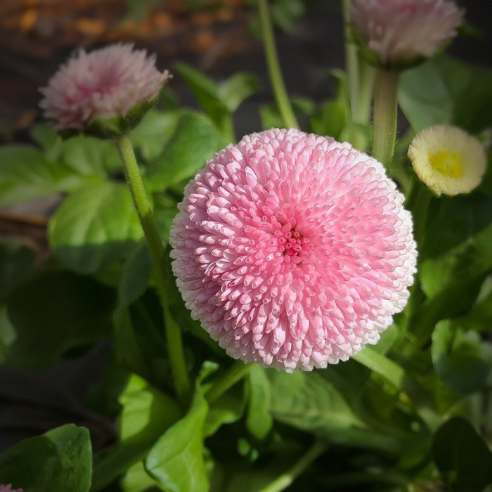 Насіння багаторічної маргаритки «Перлина» 0,1 г