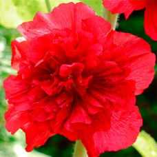 Насіння багаторічної шток-троянди «Майоретте» червона 0,2 г