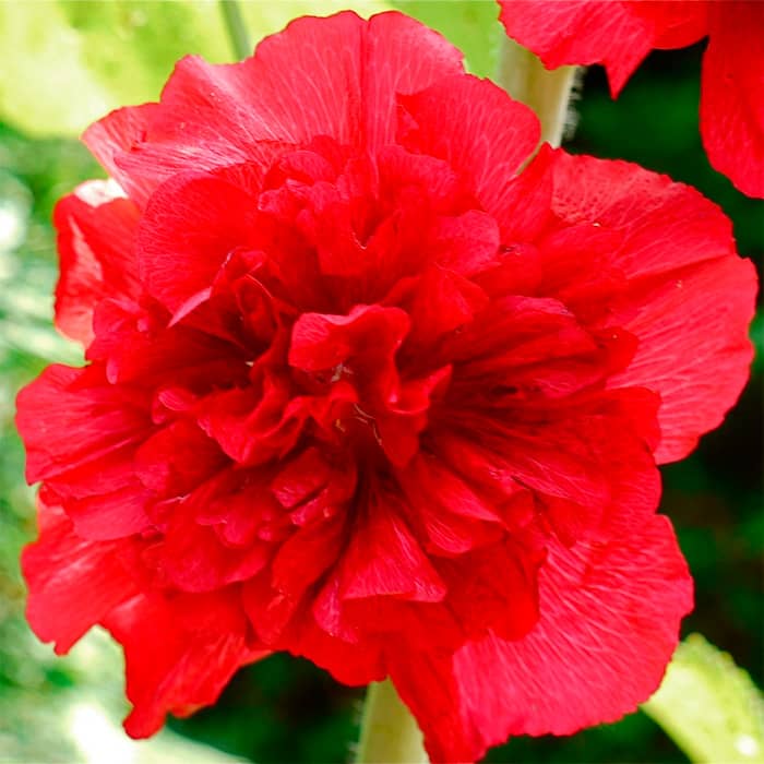 Насіння багаторічної шток-троянди «Майоретте» червона 0,2 г