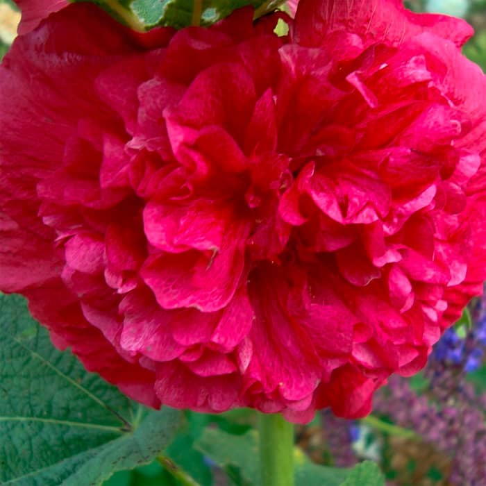 Насіння багаторічної шток-троянди «Майоретте» червона 0,2 г