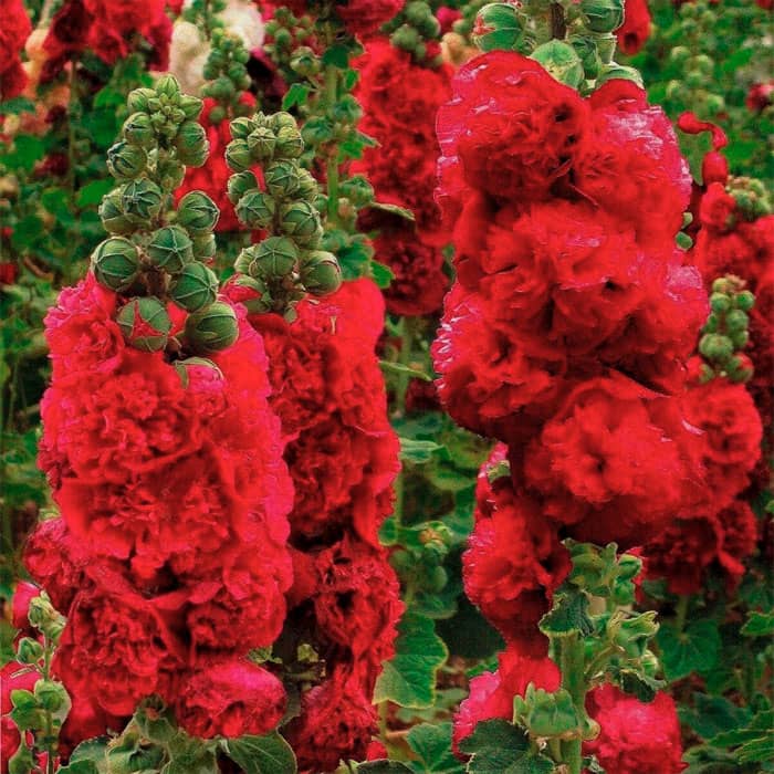 Насіння багаторічної шток-троянди «Майоретте» червона 0,2 г