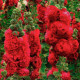 Насіння багаторічної шток-троянди «Майоретте» червона 0,2 г