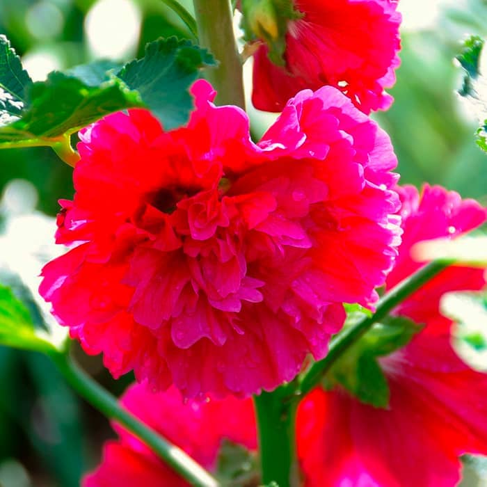 Насіння багаторічної шток-троянди «Майоретте» червона 0,2 г