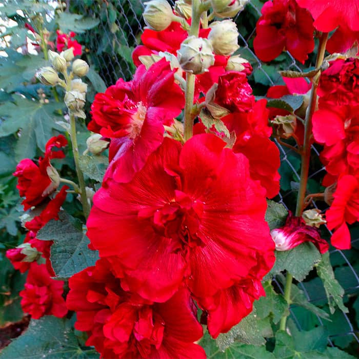 Насіння багаторічної шток-троянди «Майоретте» червона 0,2 г