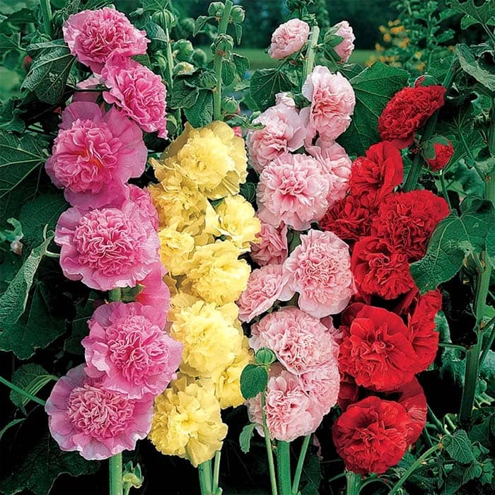 Насіння багаторічної шток-троянди «Королівська» 0,2 г