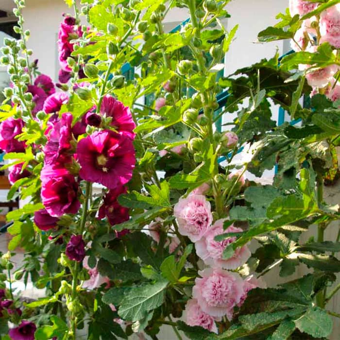 Насіння багаторічної шток-троянди «Королівська» 0,2 г