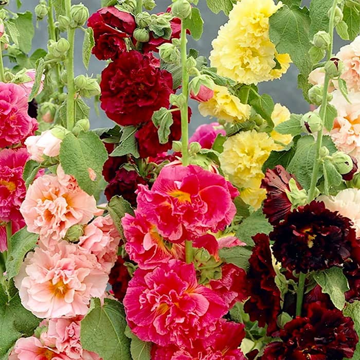 Насіння багаторічної шток-троянди «Королівська» 0,2 г