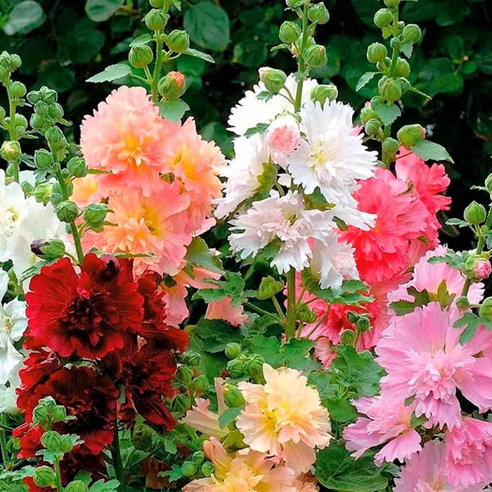 Насіння багаторічної шток-троянди «Королівська» 0,2 г