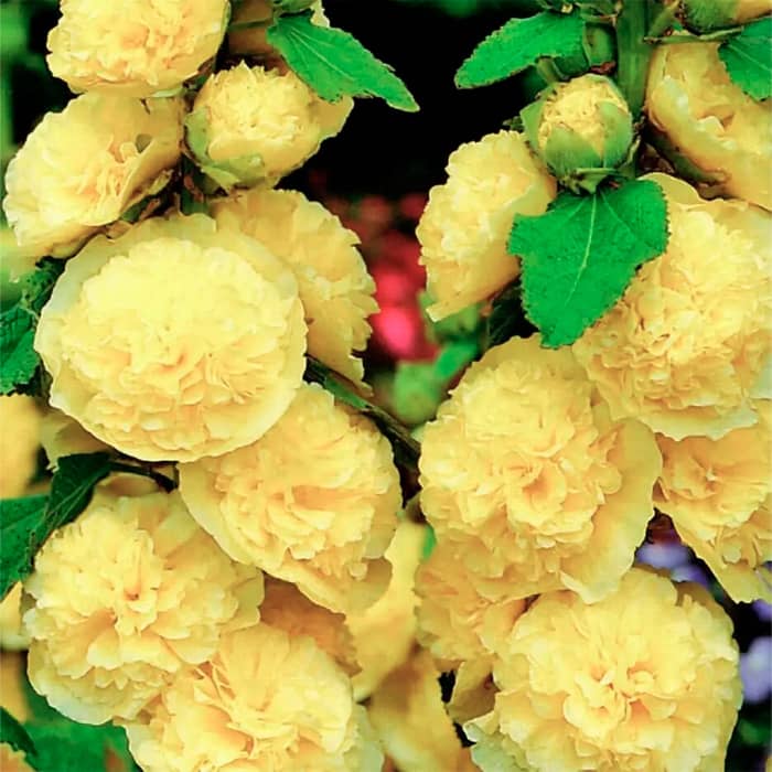 Насіння багаторічної шток-троянди «Майоретте» жовта 0,2 г 