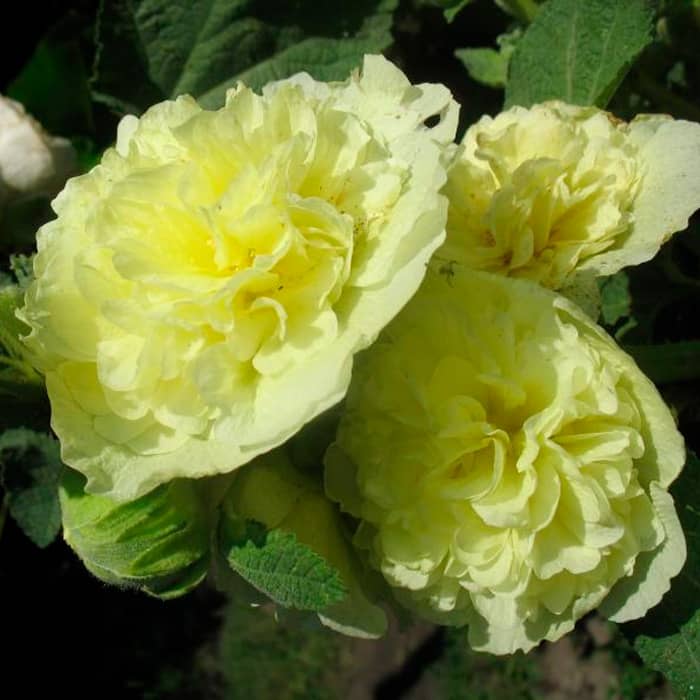 Насіння багаторічної шток-троянди «Майоретте» жовта 0,2 г 