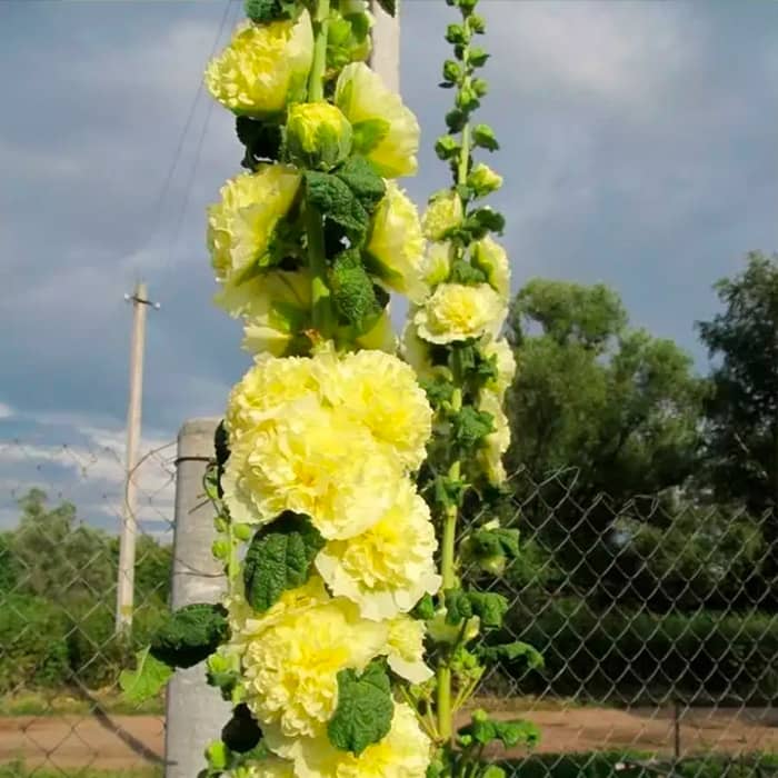 Насіння багаторічної шток-троянди «Майоретте» жовта 0,2 г 