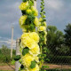 Насіння багаторічної шток-троянди «Майоретте» жовта 0,2 г 