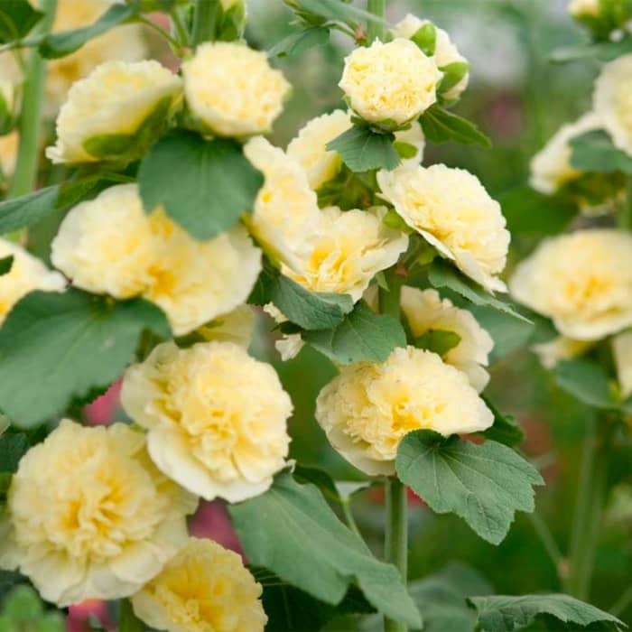 Насіння багаторічної шток-троянди «Майоретте» жовта 0,2 г 