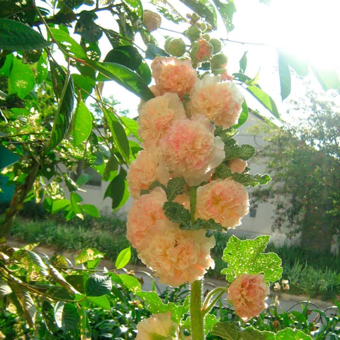 Насіння багаторічної шток-троянди «Майоретте» жовта 0,2 г 