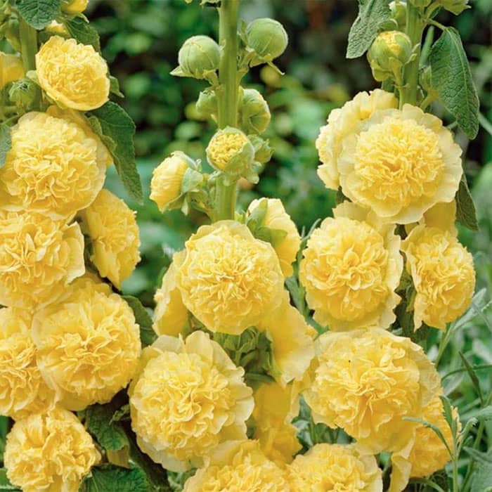 Насіння багаторічної шток-троянди «Майоретте» жовта 0,2 г 