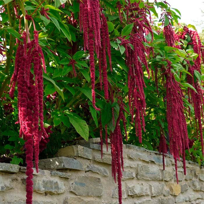 Насіння амаранту хвостатого «Кімоно»