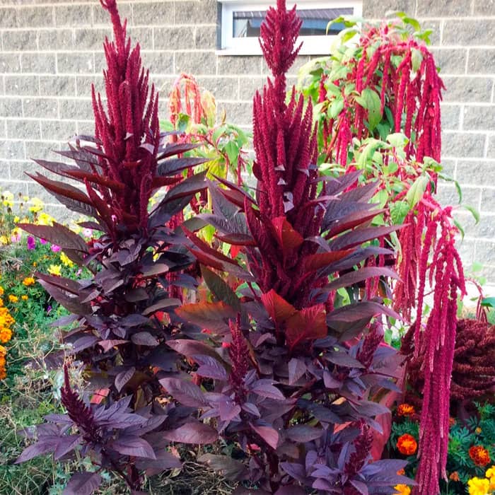 Насіння амаранту прямостоячого «Вишневий оксамит»