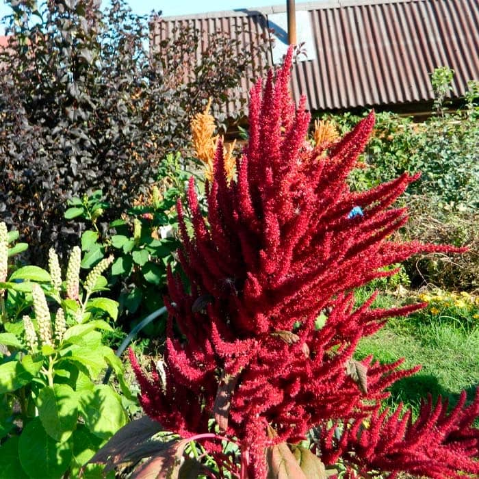 Насіння амаранту прямостоячого «Вишневий оксамит»