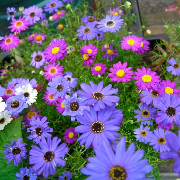 Суміш насіння брахікоми «Палермо» 