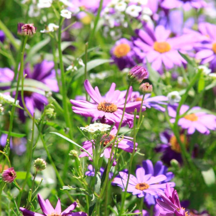 Суміш насіння брахікоми «Палермо» 