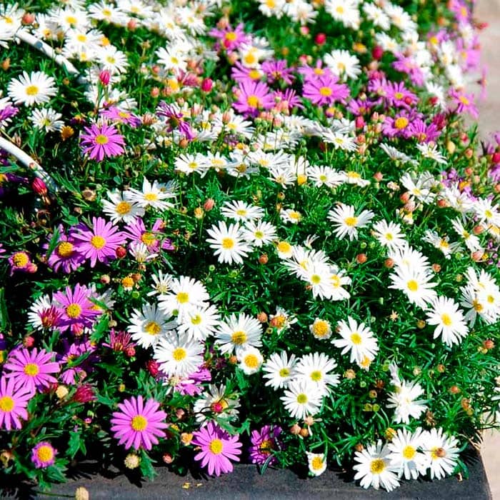 Суміш насіння брахікоми «Палермо» 