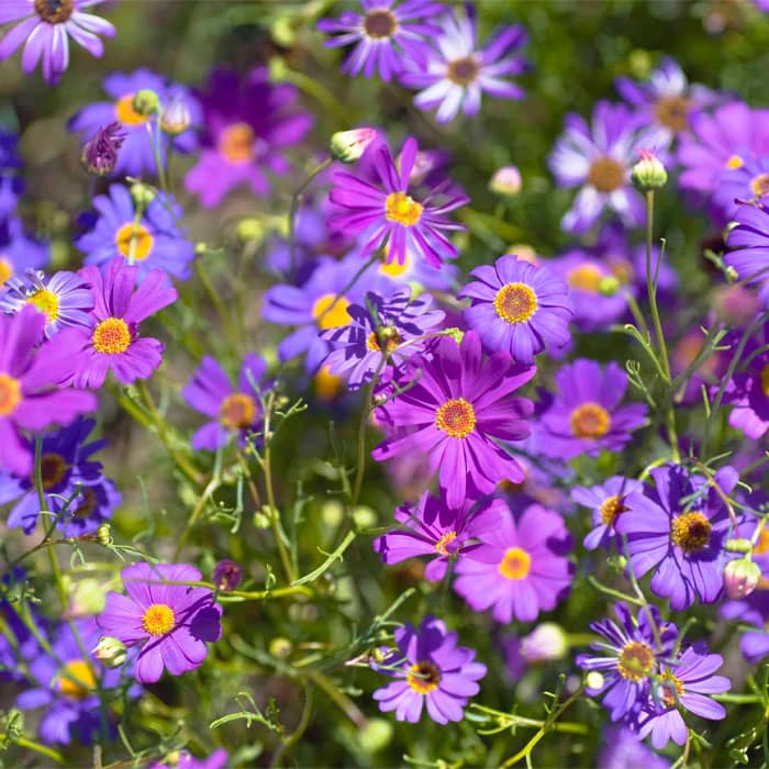 Суміш насіння брахікоми «Палермо» 