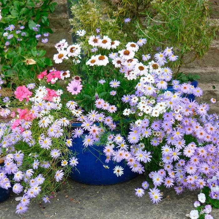 Суміш насіння брахікоми «Палермо» 