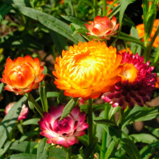 Насіння геліхризуму «Лакові мініатюри»