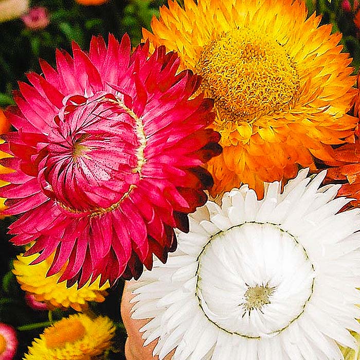 Насіння геліхризуму «Лакові мініатюри»