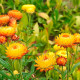 Насіння геліхризуму «Лакові мініатюри»