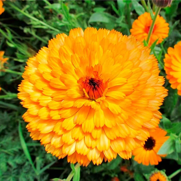 Насіння календули «Дежавю»