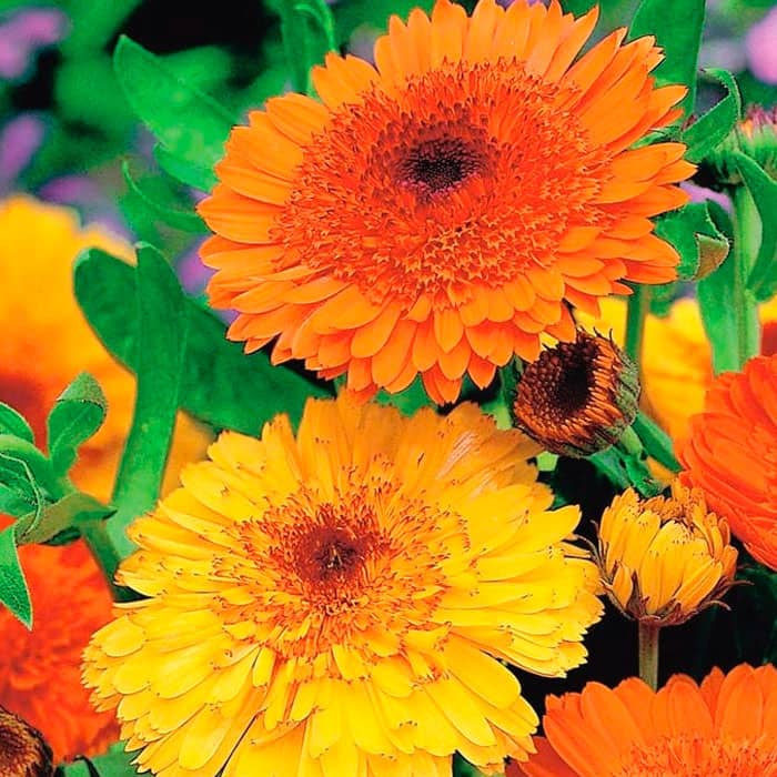 Насіння календули «Дежавю»