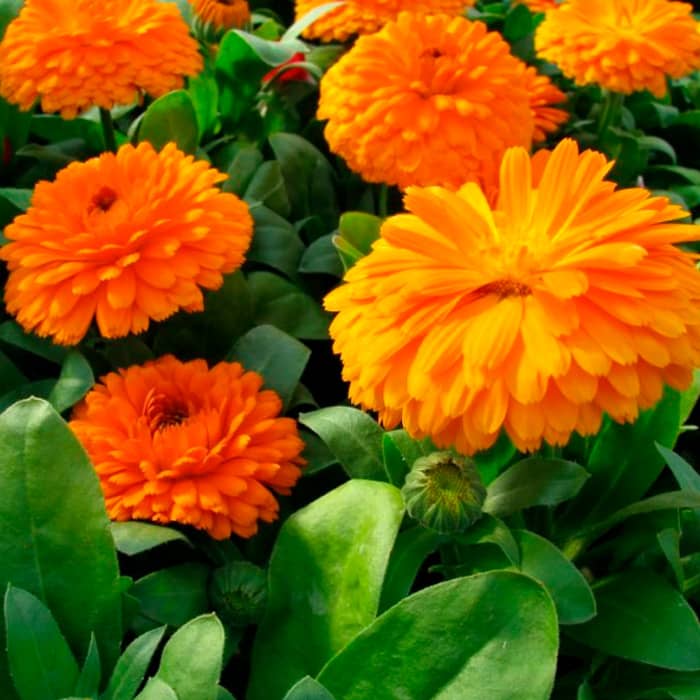 Насіння календули «Дежавю»