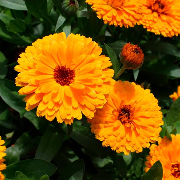 Насіння календули «Дежавю»